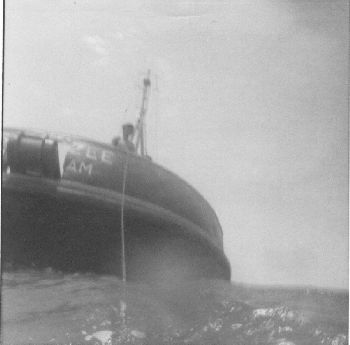 tasmanzee1 tasmanzee1